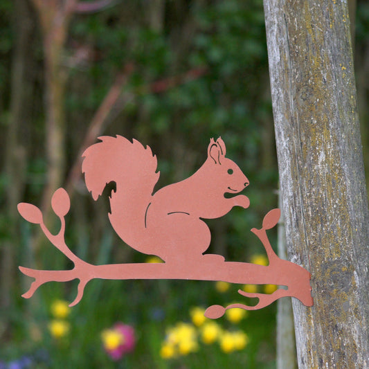 Baumstecker Rost Eichhörnchen auf einem Ast