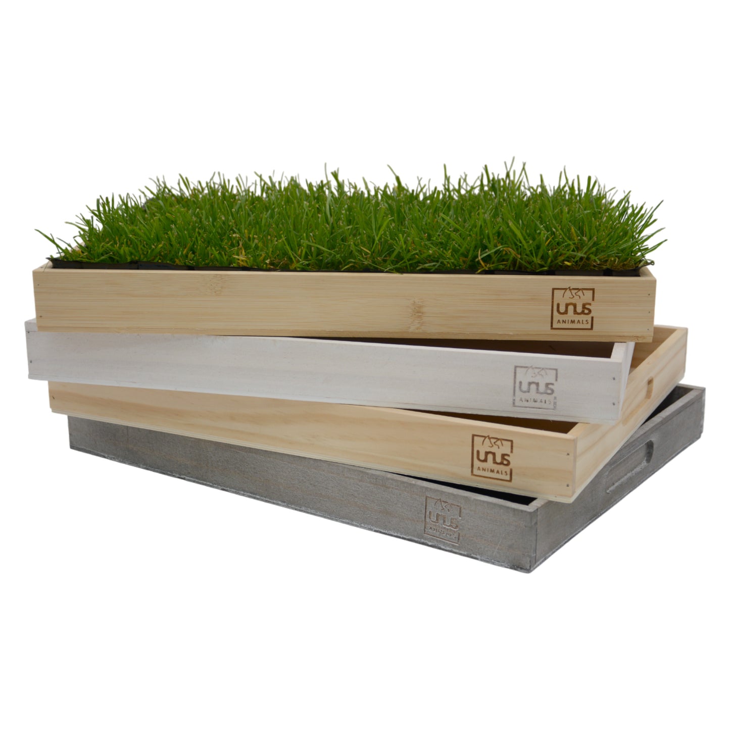 Katzengras inklusive Holztablett