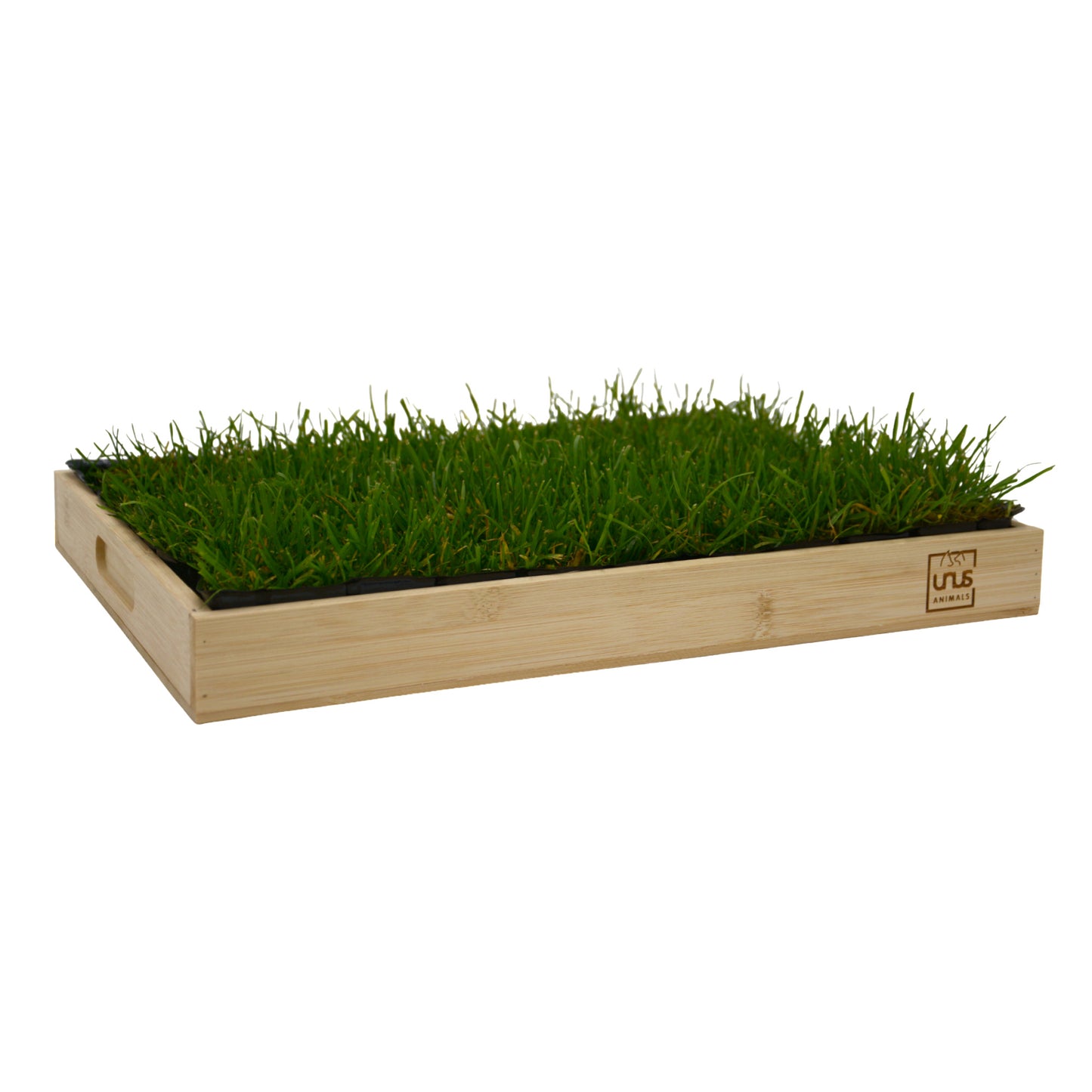 Katzengras inklusive Holztablett