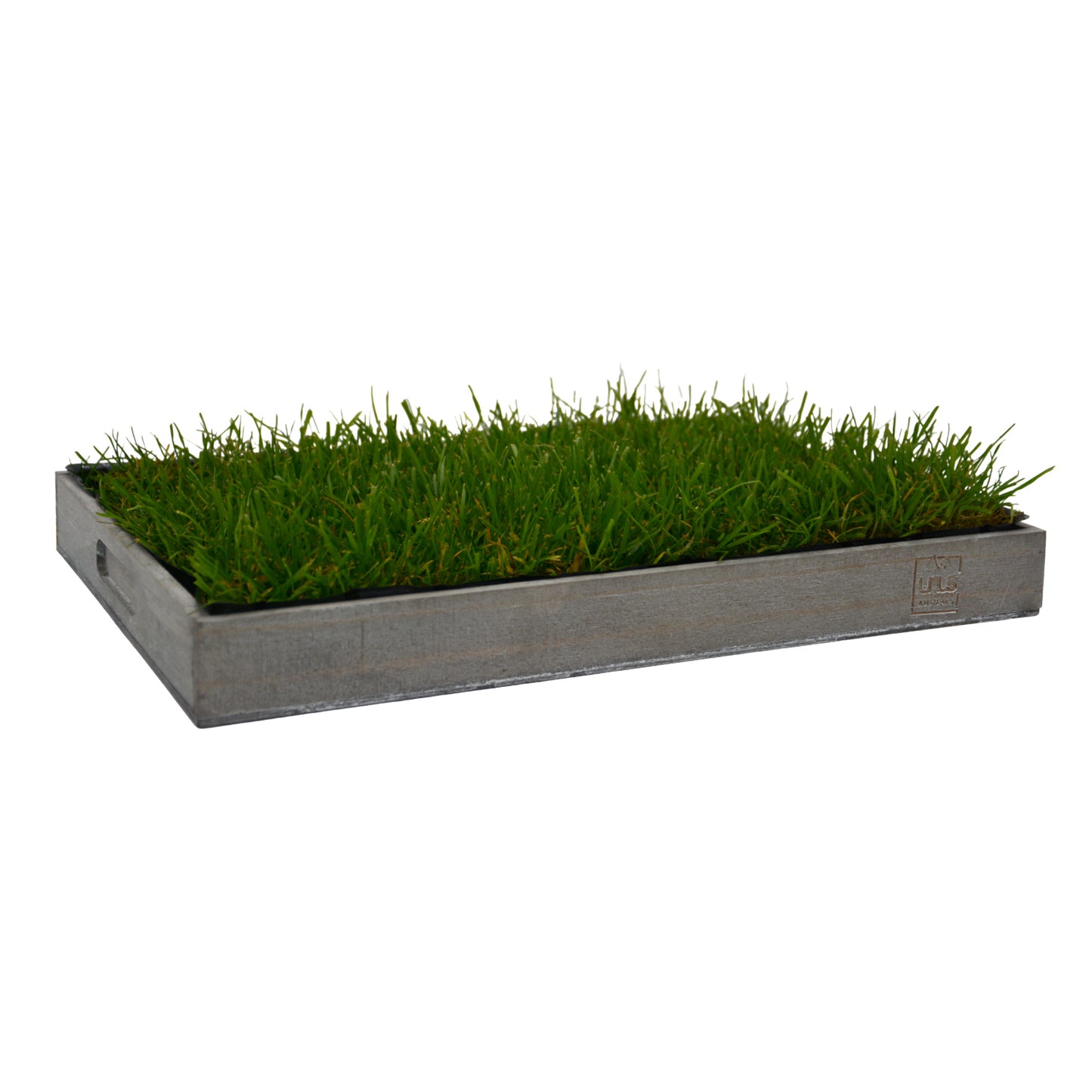 Katzengras inklusive Holztablett
