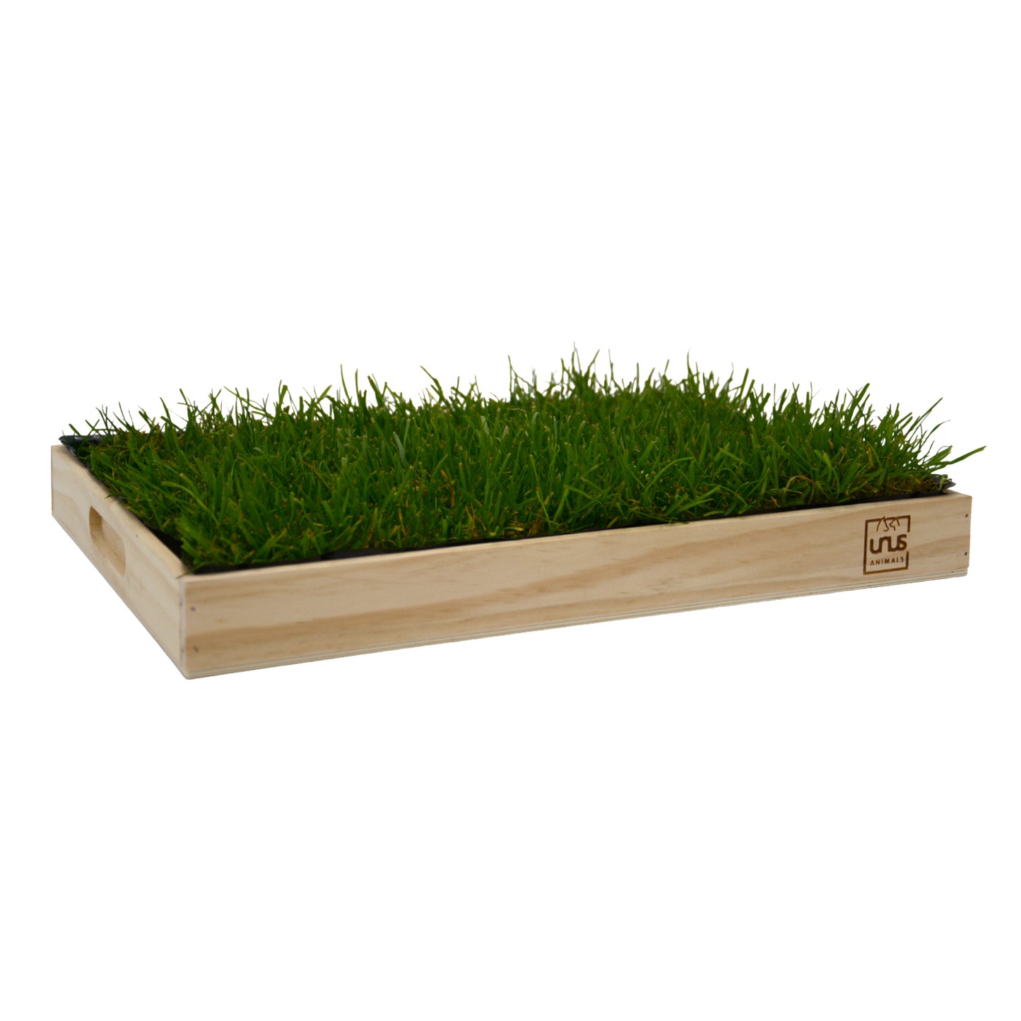 Katzengras inklusive Holztablett