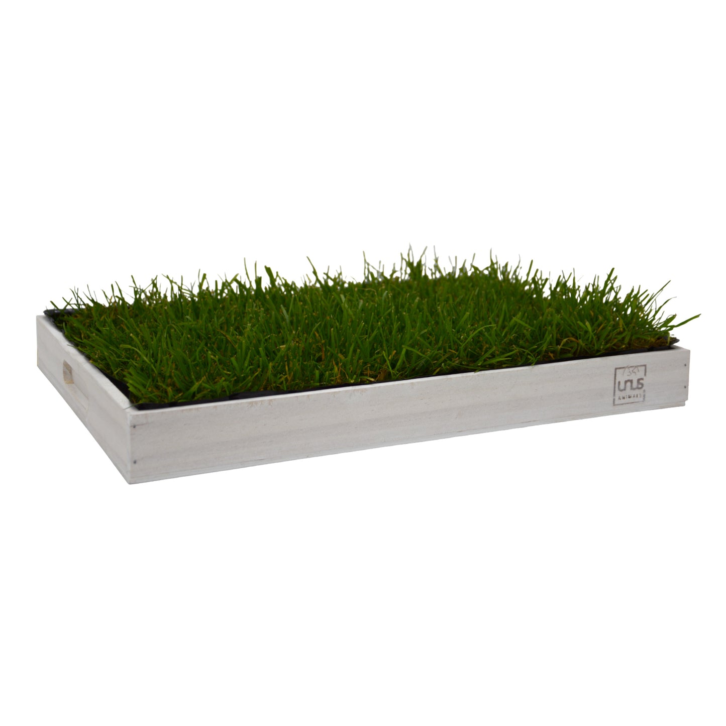 Katzengras inklusive Holztablett