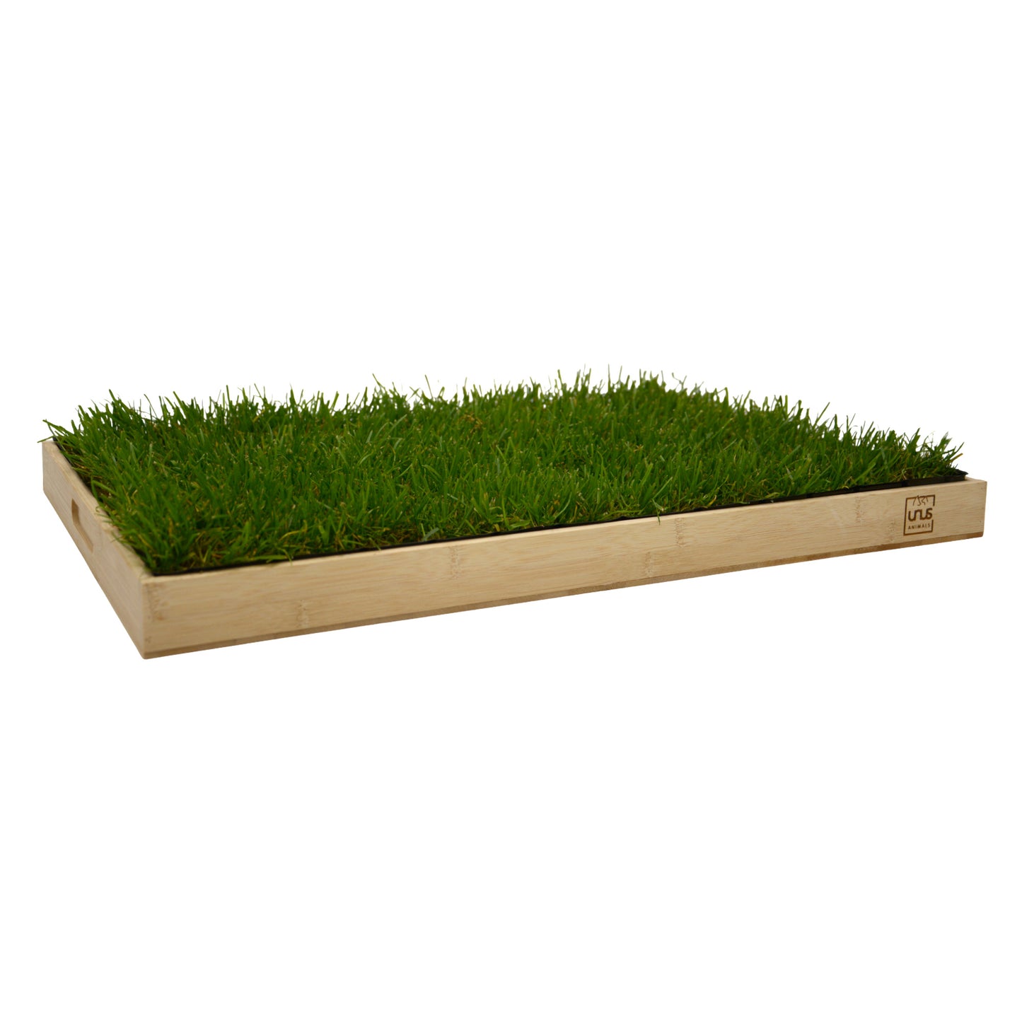 Katzengras inklusive Holztablett