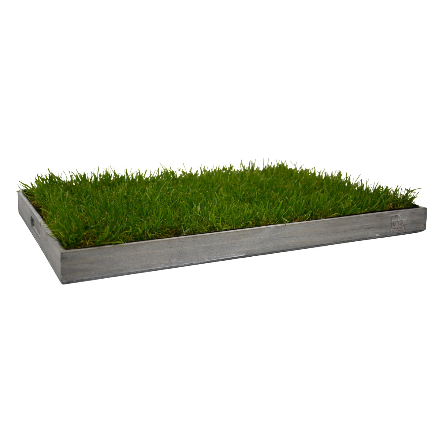 Katzengras inklusive Holztablett