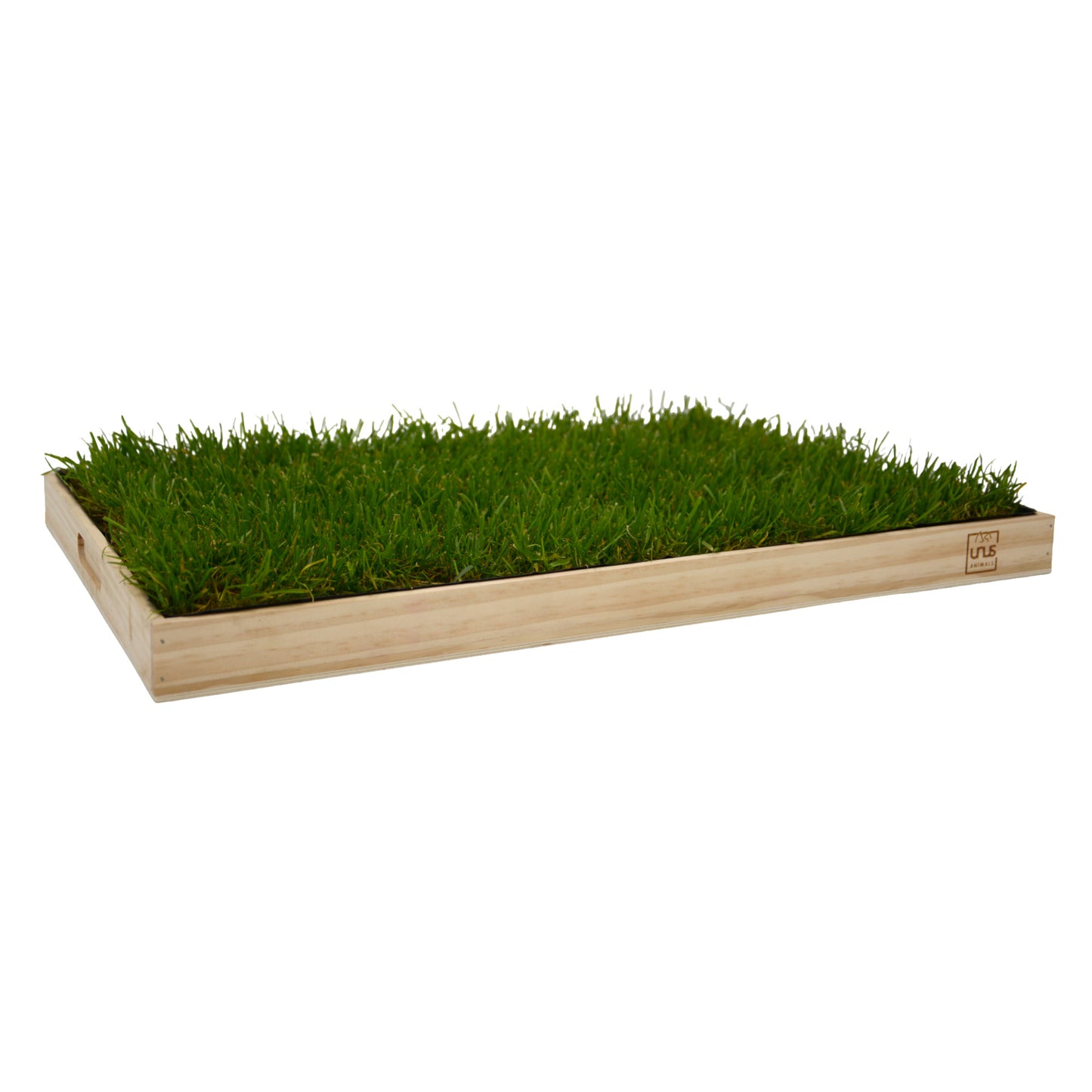 Katzengras inklusive Holztablett