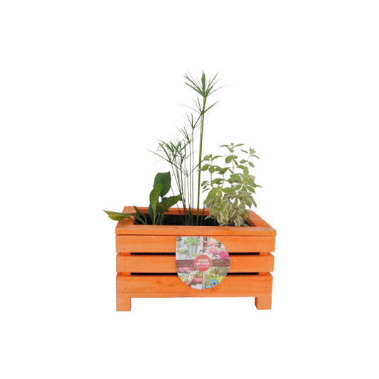 Miniteich Balkonteich mit drei Wasserpflanzen