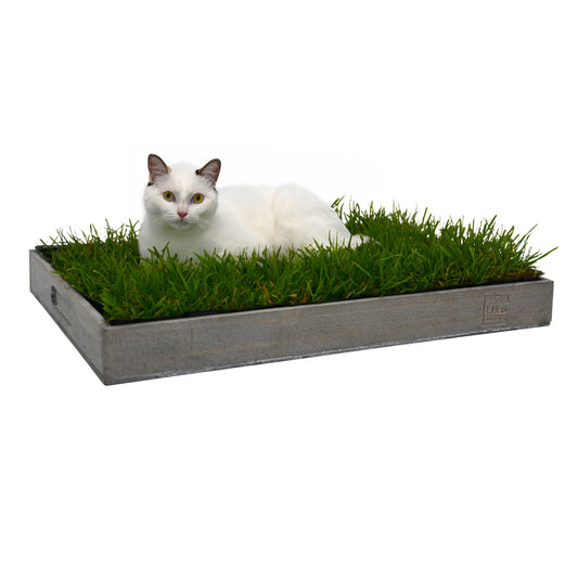 Katzengras inklusive Holztablett