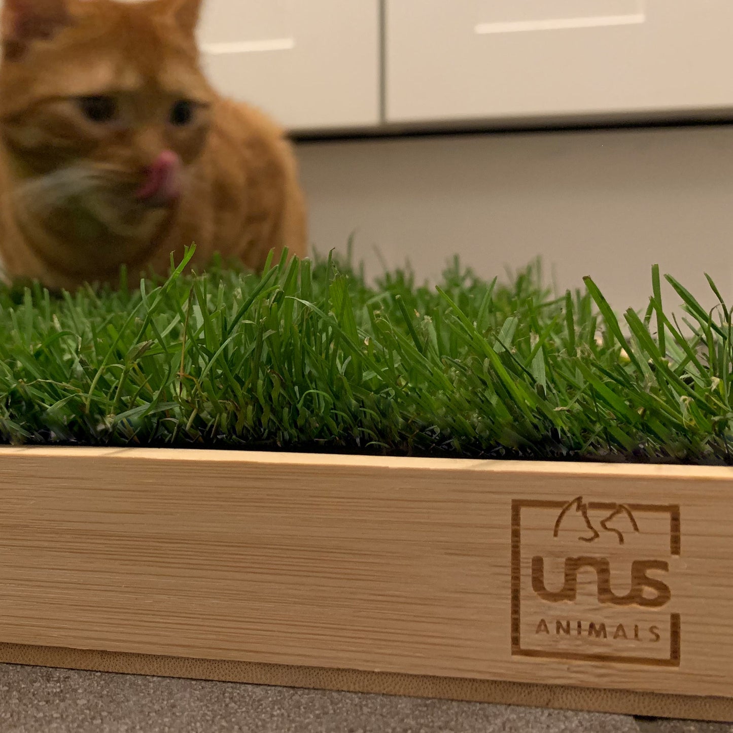 Katzengras inklusive Holztablett