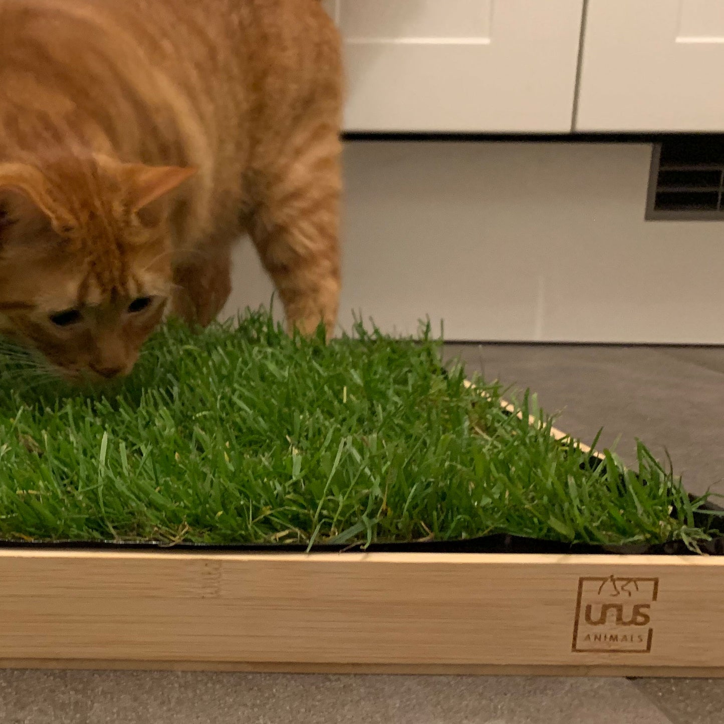 Katzengras inklusive Holztablett