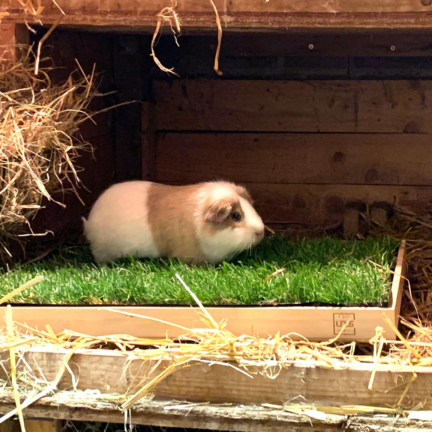 Katzengras inklusive Holztablett