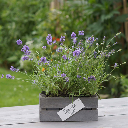 Kiste Holz rechteckig mit Kunststoffeinsatz grau washed "Blumenkiste" 3er Set