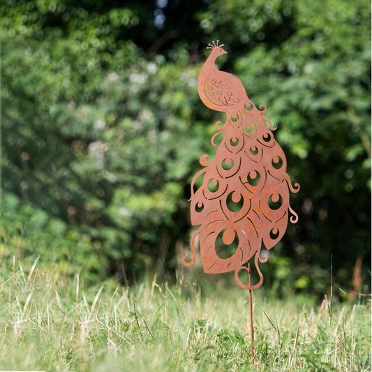 Roststecker Pfau in verschiedenen Größen