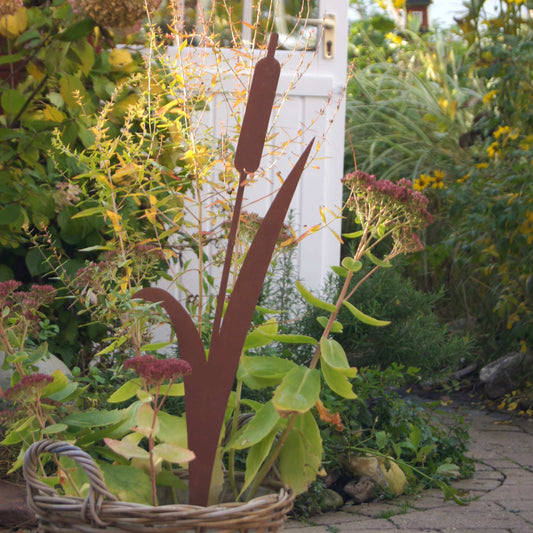 Stecker Rost Schilfgras
