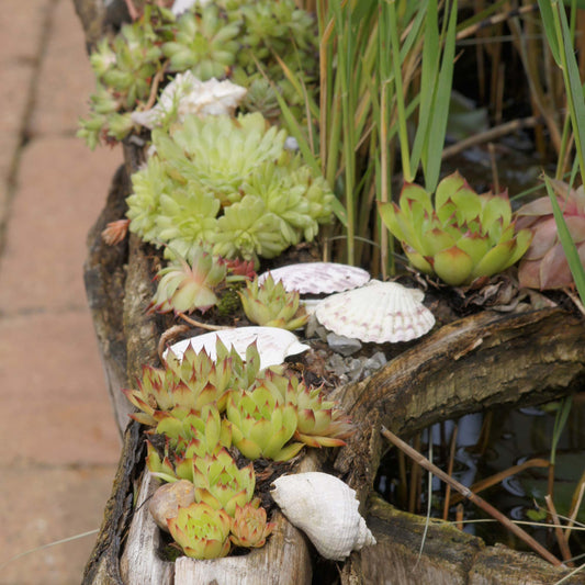 Sempervivum Mix Hauswurz 12er Set