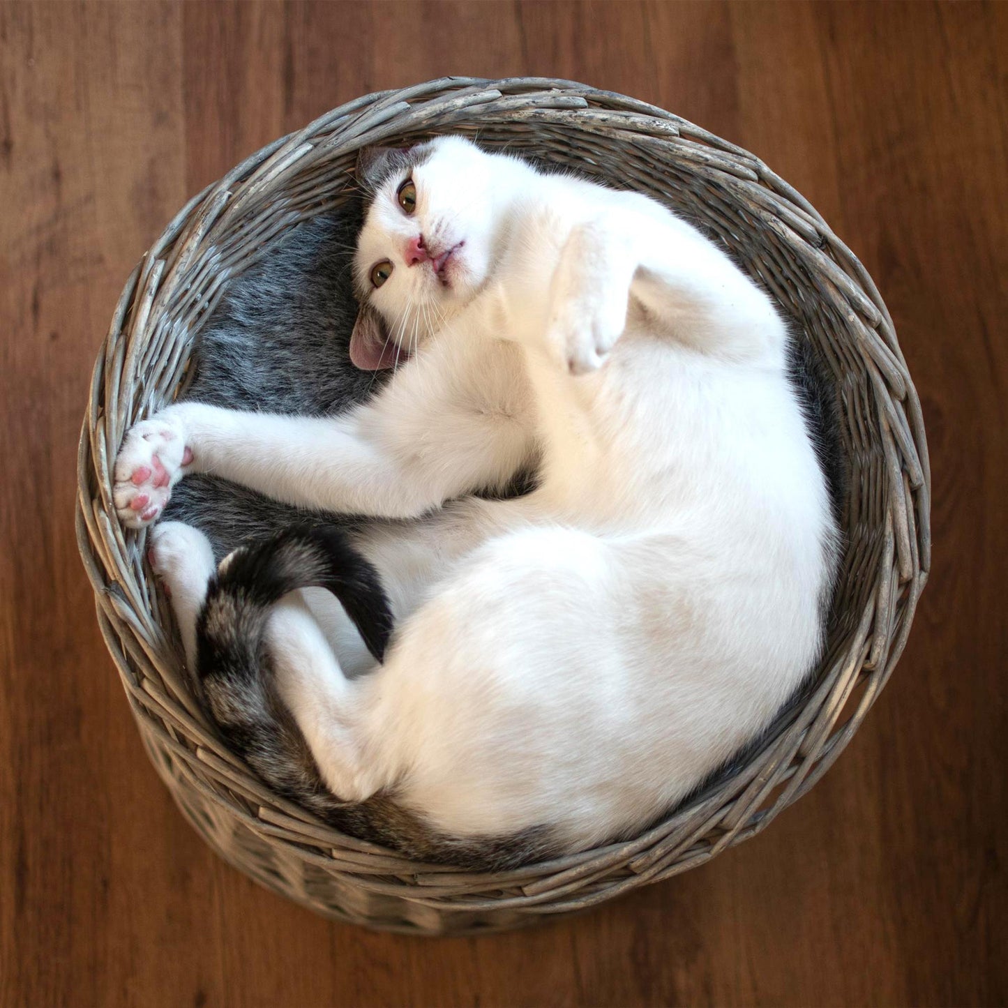 Katzenkörbchen, Katzenkorb, Katzenturm aus Rattan in Grau