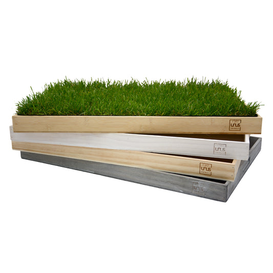 Katzengras inklusive Holztablett