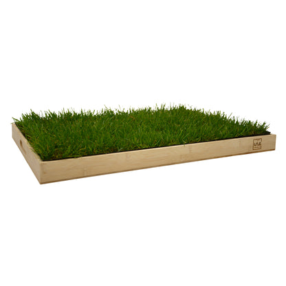 Katzengras inklusive Holztablett