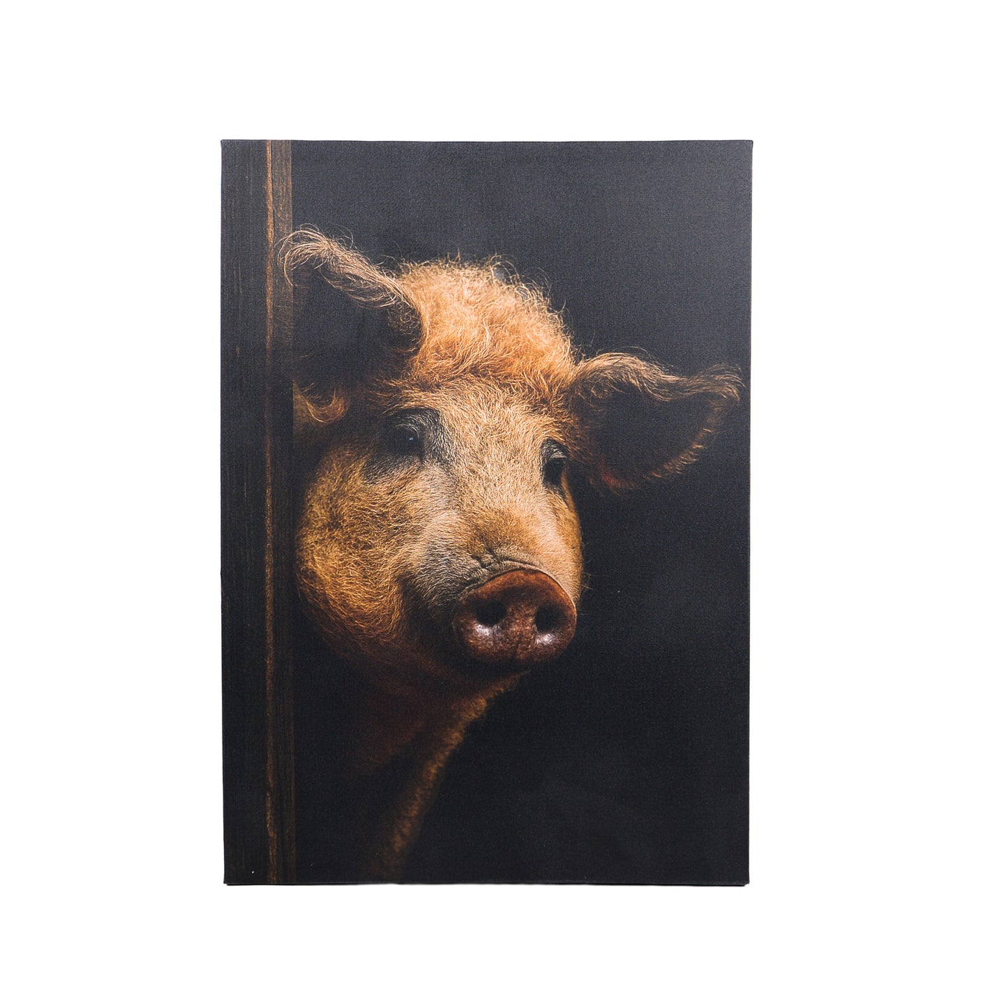 Leinwand Tierportrait Wollschwein bespannter Keilrahmen