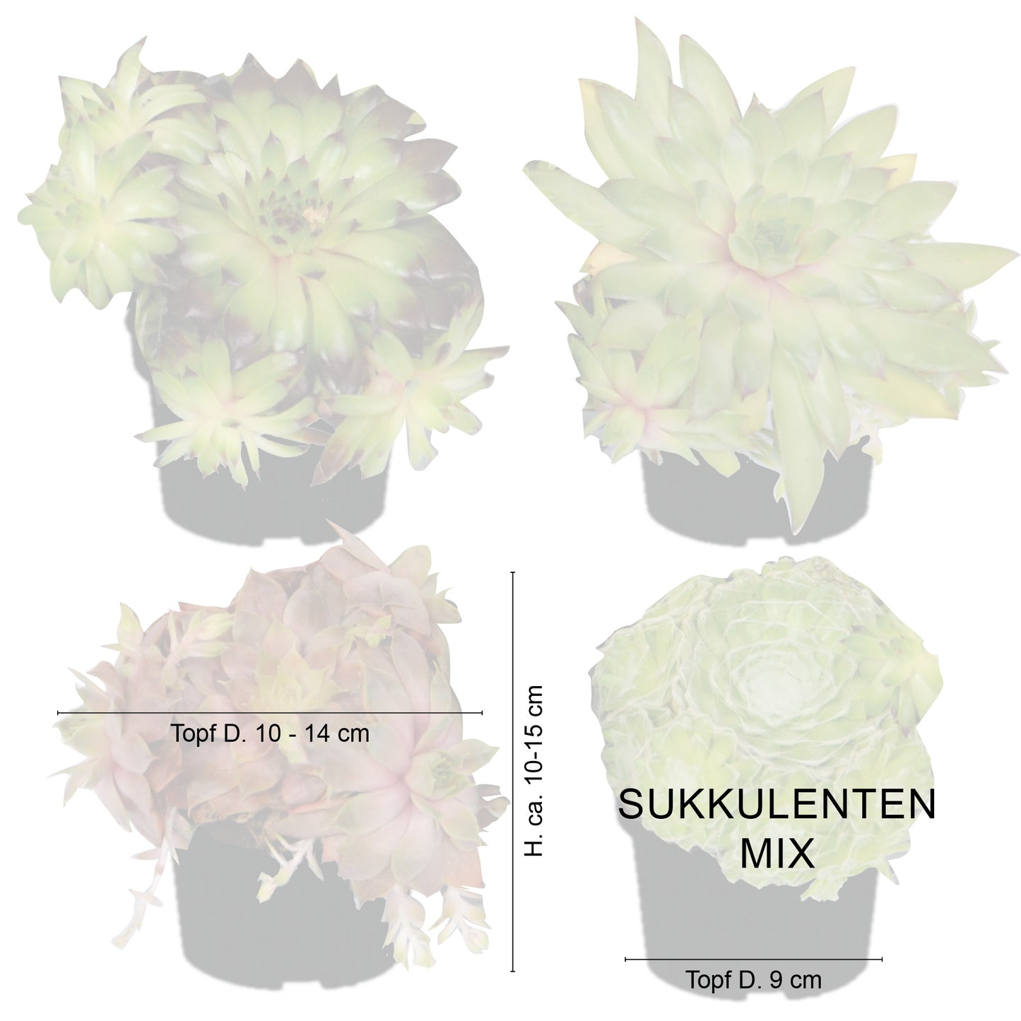 Sempervivum Mix Hauswurz 12er Set
