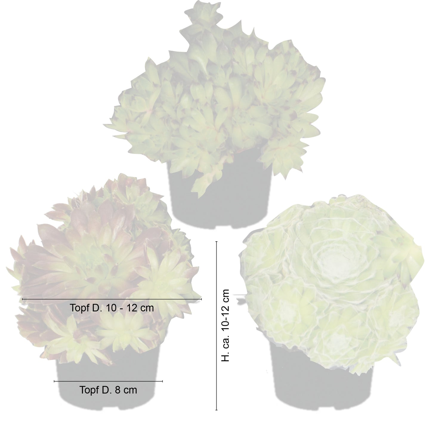 Sempervivum Mix Hauswurz 6er Set