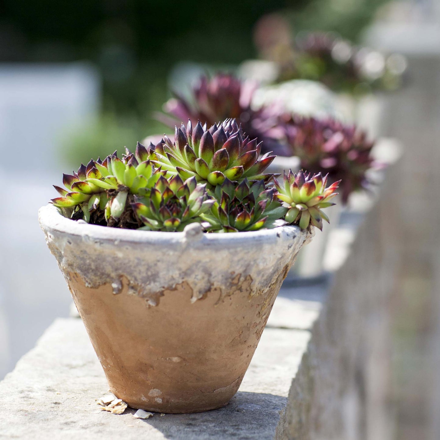 Sempervivum Mix Hauswurz 6er Set