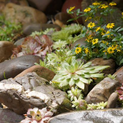 Sempervivum Mix Hauswurz 12er Set