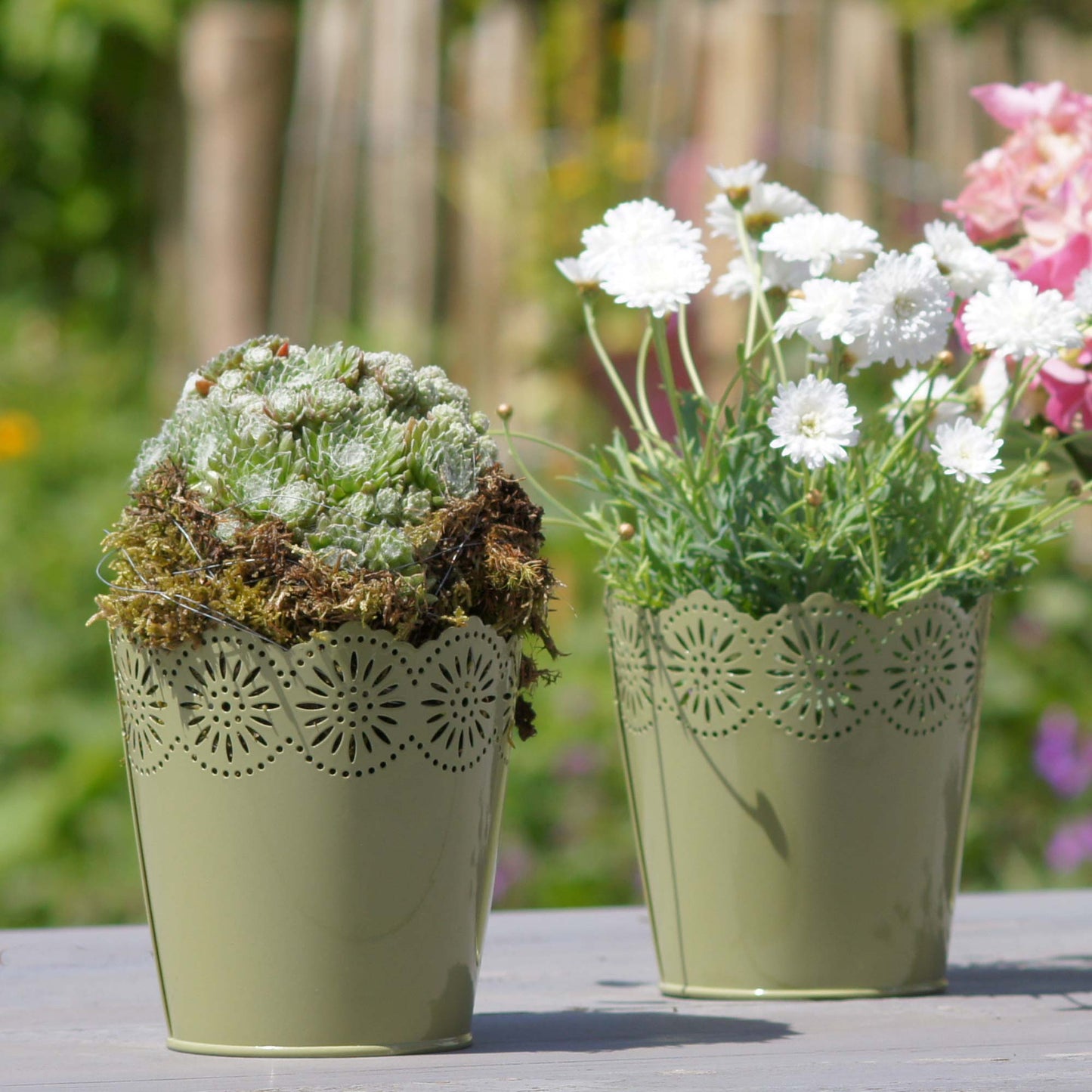 Sempervivum Mix Hauswurz 12er Set