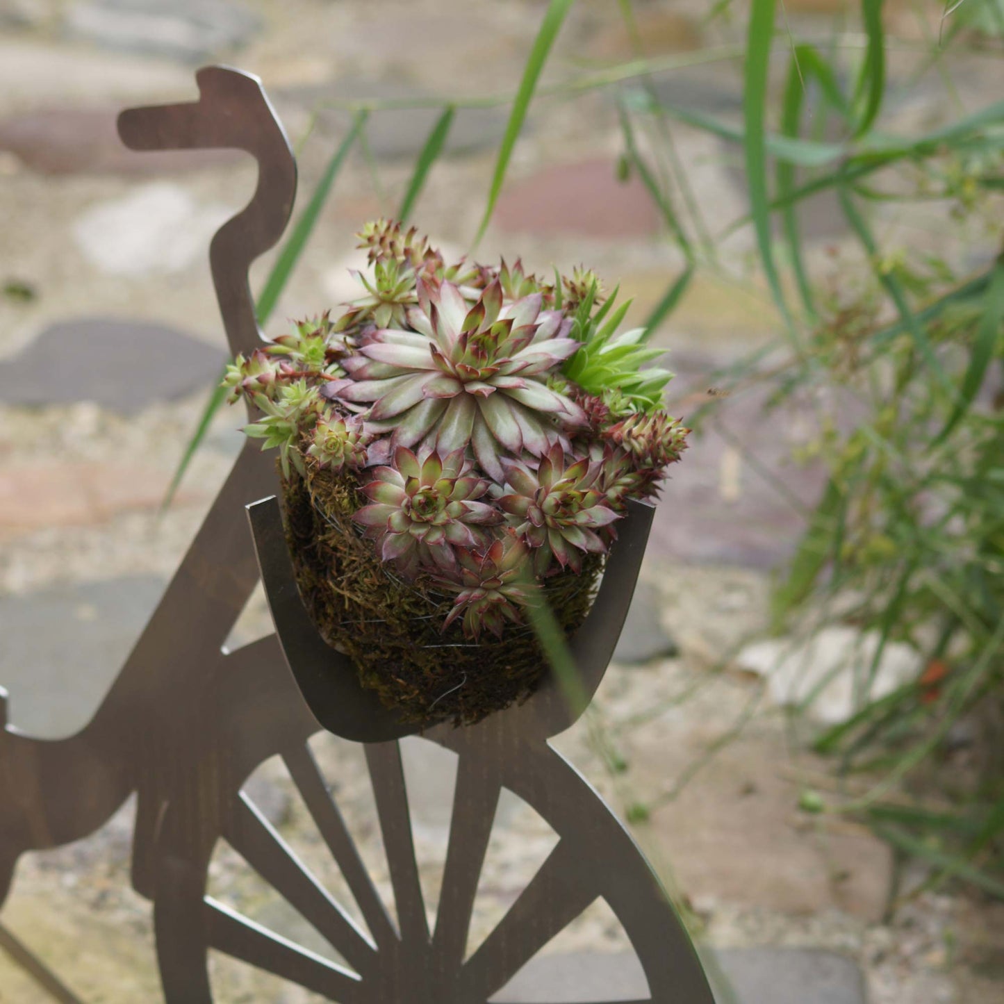 Sempervivum Mix Hauswurz 12er Set