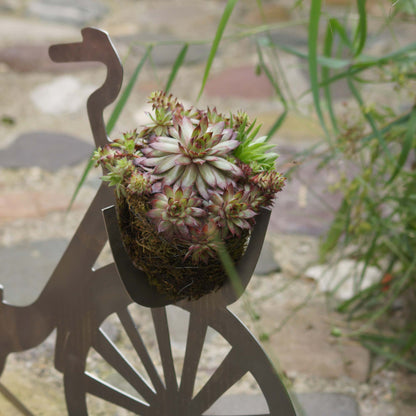 Sempervivum Mix Hauswurz 12er Set