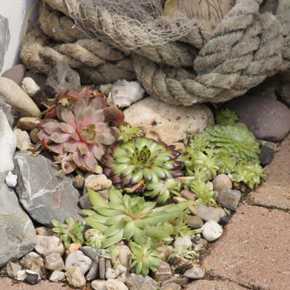 Sempervivum Mix Hauswurz 6er Set