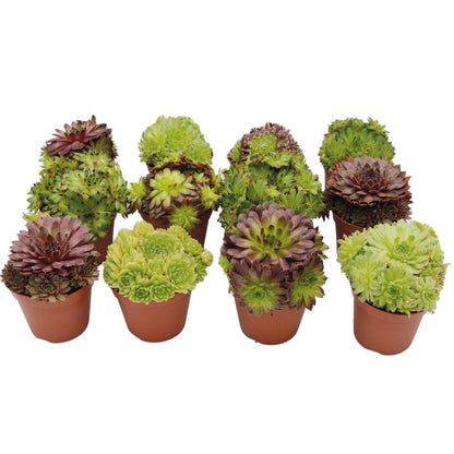 Sempervivum Mix Hauswurz 12er Set
