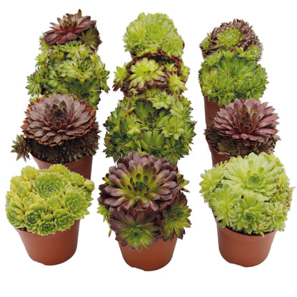 Sempervivum Mix Hauswurz 12er Set