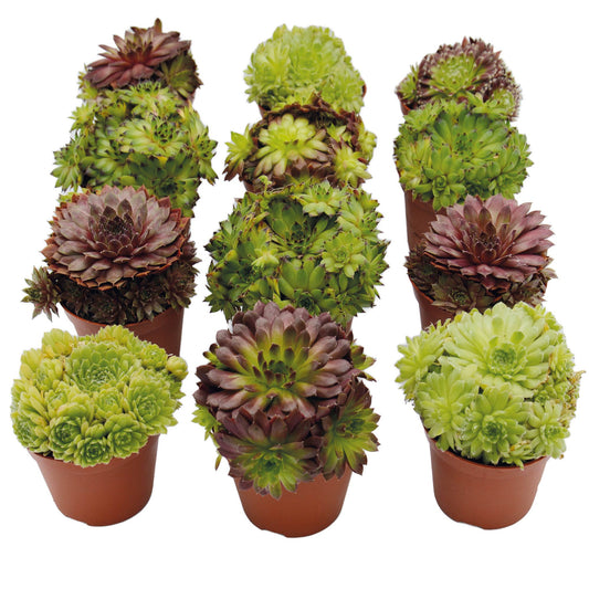 Sempervivum Mix Hauswurz 12er Set
