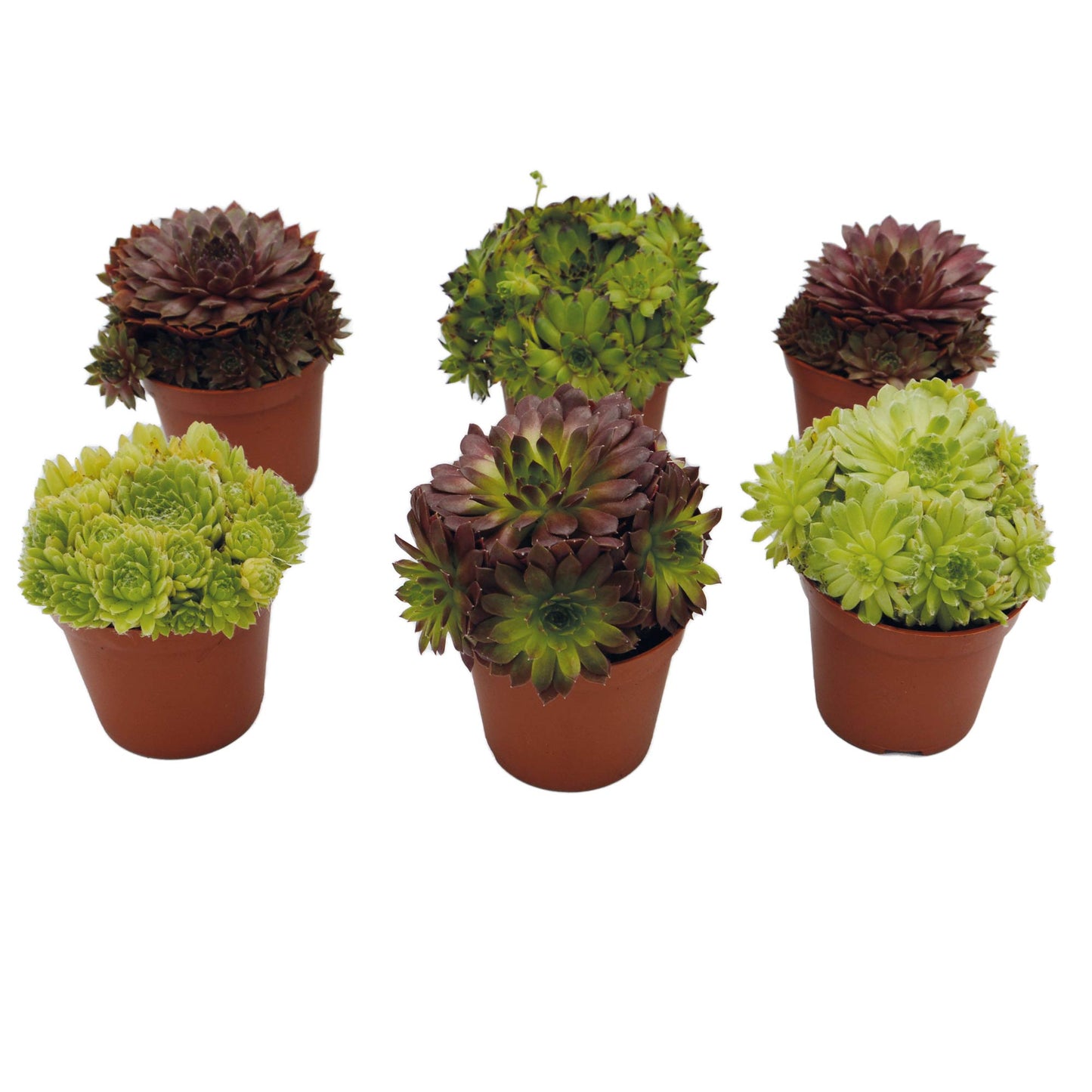 Sempervivum Mix Hauswurz 6er Set