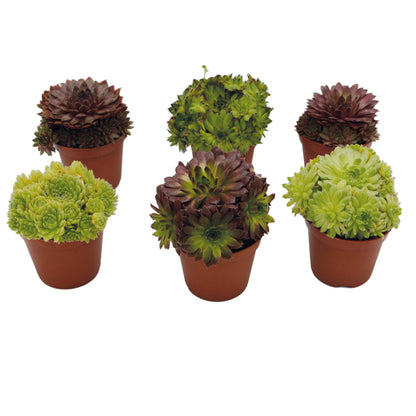 Sempervivum Mix Hauswurz 6er Set