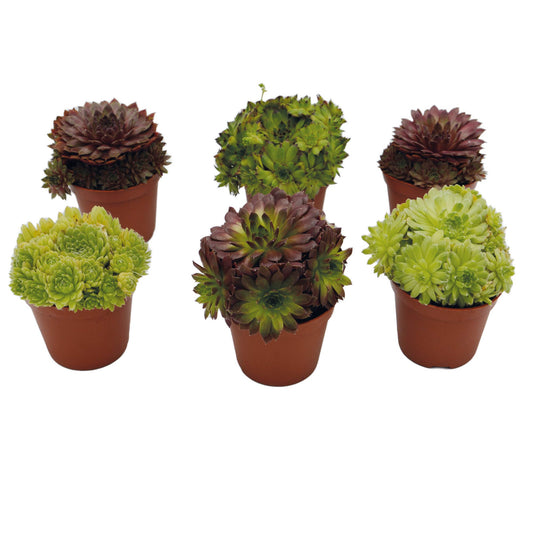 Sempervivum Mix Hauswurz 6er Set