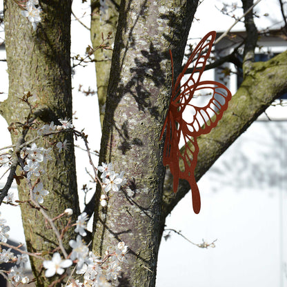 Baumstecker Rost Schmetterling